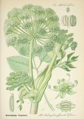 Reproducción/Reproduction 7982398405: Prof. Dr. Thomé's Flora von Deutschland, Österreich und der Schweiz, in Wort und Bild, für Schule und Haus ; mit ... Tafeln ... von Walter Müller.. Gera-Untermhaus :F.E. Köhler,1886-1934.