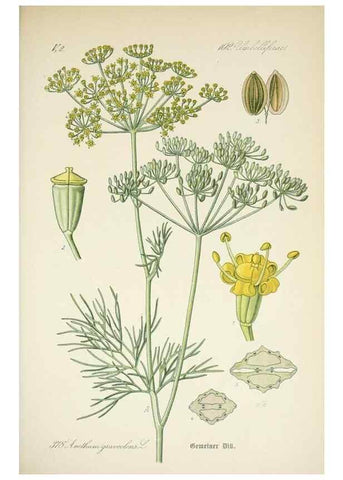 Reproducción/Reproduction 7982399001: Prof. Dr. Thomé's Flora von Deutschland, Österreich und der Schweiz, in Wort und Bild, für Schule und Haus ; mit ... Tafeln ... von Walter Müller.. Gera-Untermhaus :F.E. Köhler,1886-1934.