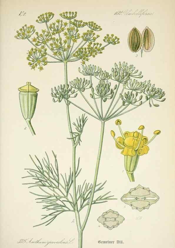 Reproducción/Reproduction 7982399001: Prof. Dr. Thomé's Flora von Deutschland, Österreich und der Schweiz, in Wort und Bild, für Schule und Haus ; mit ... Tafeln ... von Walter Müller.. Gera-Untermhaus :F.E. Köhler,1886-1934.