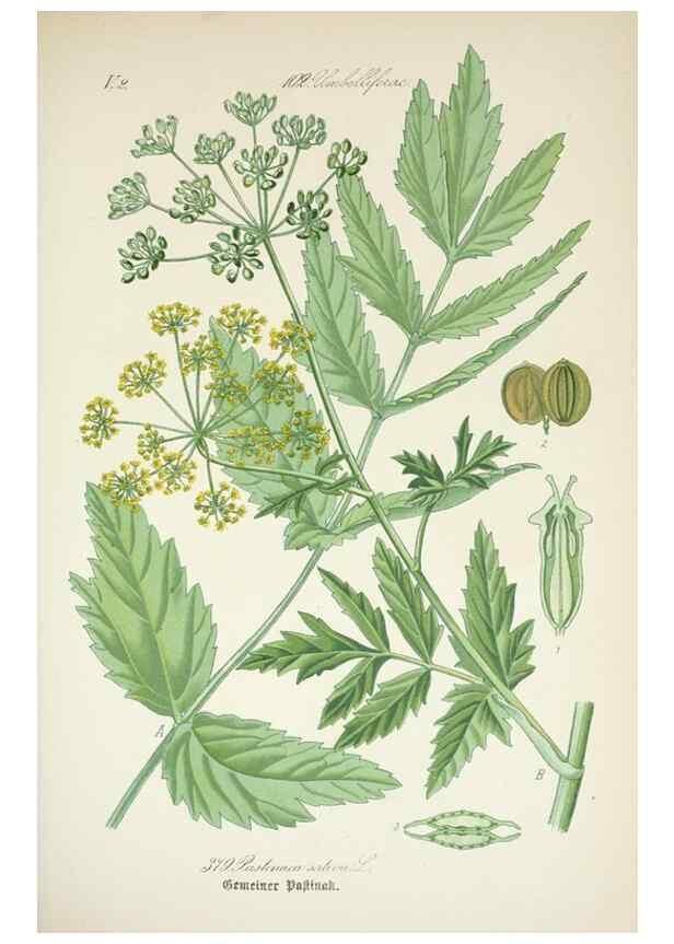 Reproducción/Reproduction 7982402464: Prof. Dr. Thomé's Flora von Deutschland, Österreich und der Schweiz, in Wort und Bild, für Schule und Haus ; mit ... Tafeln ... von Walter Müller.. Gera-Untermhaus :F.E. Köhler,1886-1934.