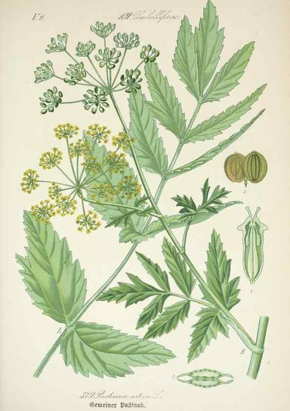 Reproducción/Reproduction 7982402464: Prof. Dr. Thomé's Flora von Deutschland, Österreich und der Schweiz, in Wort und Bild, für Schule und Haus ; mit ... Tafeln ... von Walter Müller.. Gera-Untermhaus :F.E. Köhler,1886-1934.