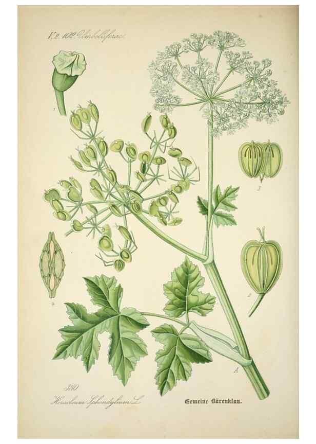 Reproducción/Reproduction 7982402898: Prof. Dr. Thomé's Flora von Deutschland, Österreich und der Schweiz, in Wort und Bild, für Schule und Haus ; mit ... Tafeln ... von Walter Müller.. Gera-Untermhaus :F.E. Köhler,1886-1934.