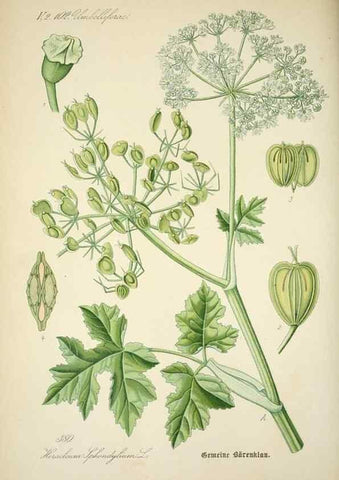 Reproducción/Reproduction 7982402898: Prof. Dr. Thomé's Flora von Deutschland, Österreich und der Schweiz, in Wort und Bild, für Schule und Haus ; mit ... Tafeln ... von Walter Müller.. Gera-Untermhaus :F.E. Köhler,1886-1934.