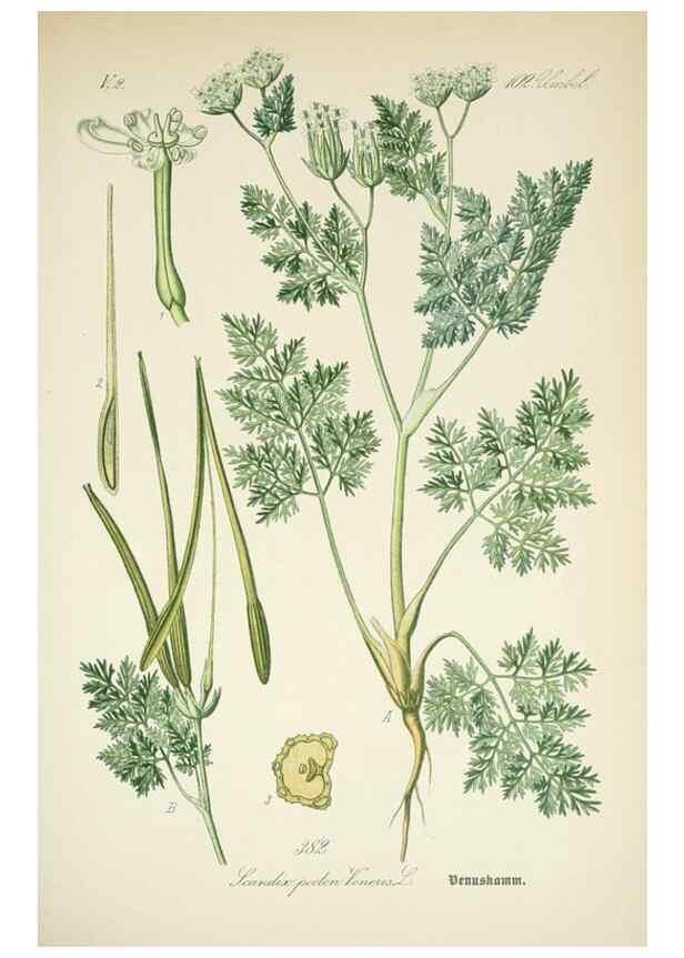 Reproducción/Reproduction 7982403746: Prof. Dr. Thomé's Flora von Deutschland, Österreich und der Schweiz, in Wort und Bild, für Schule und Haus ; mit ... Tafeln ... von Walter Müller.. Gera-Untermhaus :F.E. Köhler,1886-1934.