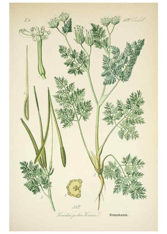 Reproducción/Reproduction 7982403746: Prof. Dr. Thomé's Flora von Deutschland, Österreich und der Schweiz, in Wort und Bild, für Schule und Haus ; mit ... Tafeln ... von Walter Müller.. Gera-Untermhaus :F.E. Köhler,1886-1934.