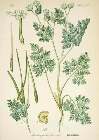 Reproducción/Reproduction 7982403746: Prof. Dr. Thomé's Flora von Deutschland, Österreich und der Schweiz, in Wort und Bild, für Schule und Haus ; mit ... Tafeln ... von Walter Müller.. Gera-Untermhaus :F.E. Köhler,1886-1934.