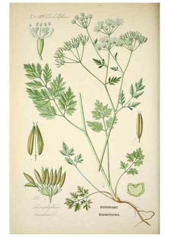 Reproducción/Reproduction 7982404258: Prof. Dr. Thomé's Flora von Deutschland, Österreich und der Schweiz, in Wort und Bild, für Schule und Haus ; mit ... Tafeln ... von Walter Müller.. Gera-Untermhaus :F.E. Köhler,1886-1934.