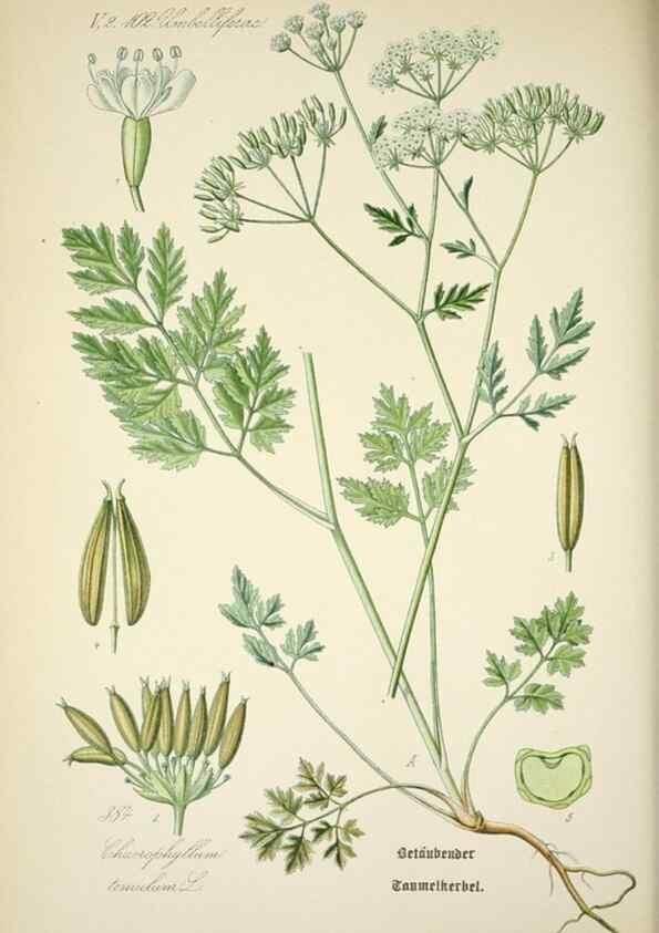Reproducción/Reproduction 7982404258: Prof. Dr. Thomé's Flora von Deutschland, Österreich und der Schweiz, in Wort und Bild, für Schule und Haus ; mit ... Tafeln ... von Walter Müller.. Gera-Untermhaus :F.E. Köhler,1886-1934.