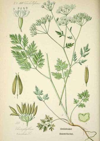 Reproducción/Reproduction 7982404258: Prof. Dr. Thomé's Flora von Deutschland, Österreich und der Schweiz, in Wort und Bild, für Schule und Haus ; mit ... Tafeln ... von Walter Müller.. Gera-Untermhaus :F.E. Köhler,1886-1934.