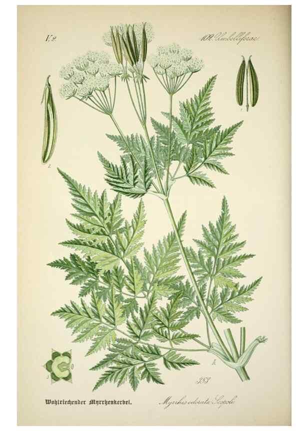 Reproducción/Reproduction 7982404740: Prof. Dr. Thomé's Flora von Deutschland, Österreich und der Schweiz, in Wort und Bild, für Schule und Haus ; mit ... Tafeln ... von Walter Müller.. Gera-Untermhaus :F.E. Köhler,1886-1934.