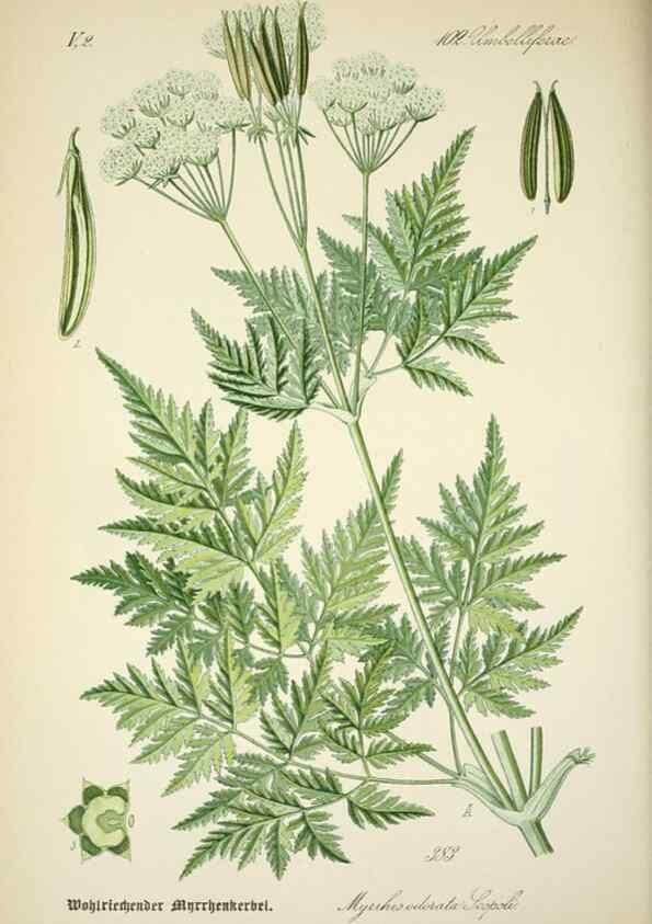 Reproducción/Reproduction 7982404740: Prof. Dr. Thomé's Flora von Deutschland, Österreich und der Schweiz, in Wort und Bild, für Schule und Haus ; mit ... Tafeln ... von Walter Müller.. Gera-Untermhaus :F.E. Köhler,1886-1934.