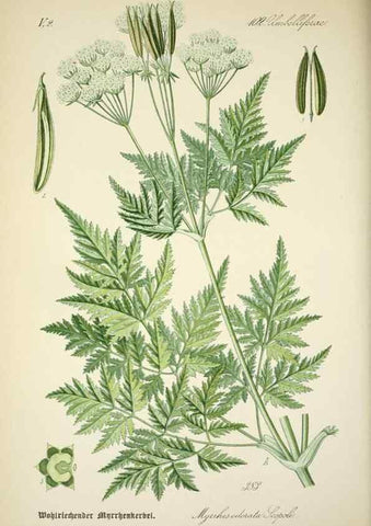 Reproducción/Reproduction 7982404740: Prof. Dr. Thomé's Flora von Deutschland, Österreich und der Schweiz, in Wort und Bild, für Schule und Haus ; mit ... Tafeln ... von Walter Müller.. Gera-Untermhaus :F.E. Köhler,1886-1934.