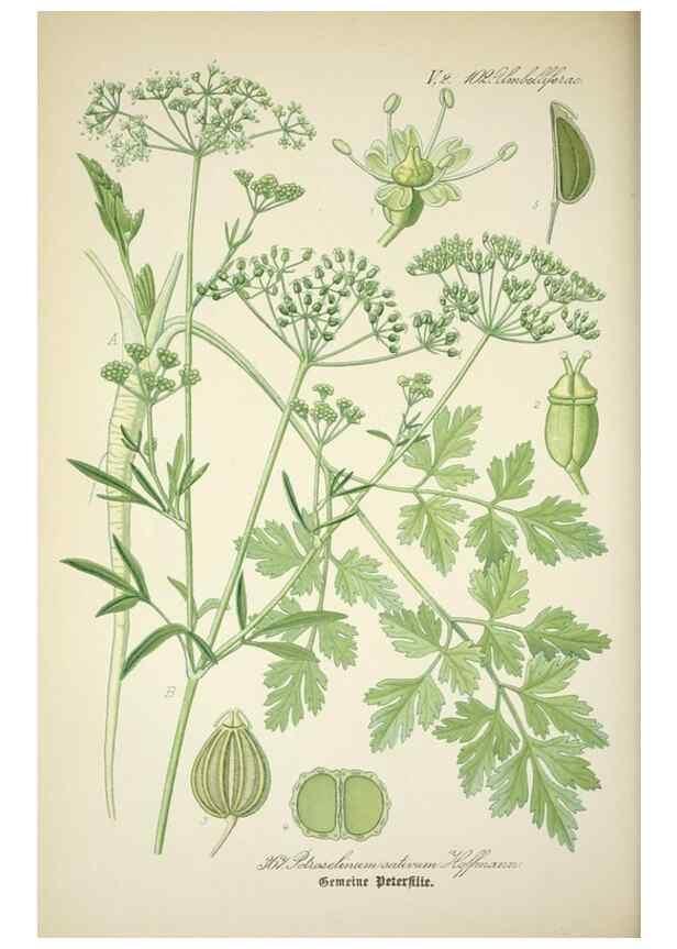 Reproducción/Reproduction 7982397154: Prof. Dr. Thomé's Flora von Deutschland, Österreich und der Schweiz, in Wort und Bild, für Schule und Haus ; mit ... Tafeln ... von Walter Müller.. Gera-Untermhaus :F.E. Köhler,1886-1934.