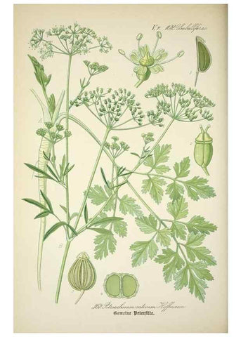 Reproducción/Reproduction 7982397154: Prof. Dr. Thomé's Flora von Deutschland, Österreich und der Schweiz, in Wort und Bild, für Schule und Haus ; mit ... Tafeln ... von Walter Müller.. Gera-Untermhaus :F.E. Köhler,1886-1934.
