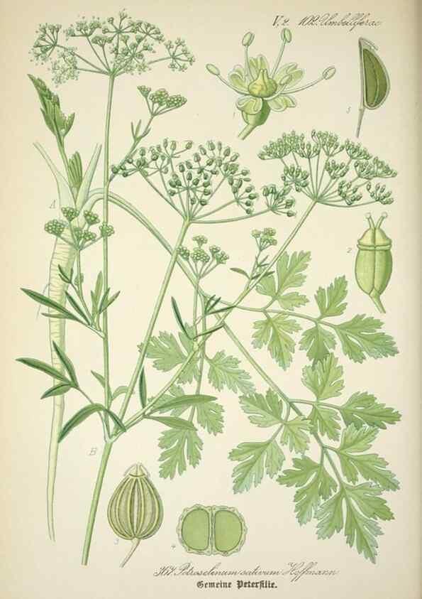 Reproducción/Reproduction 7982397154: Prof. Dr. Thomé's Flora von Deutschland, Österreich und der Schweiz, in Wort und Bild, für Schule und Haus ; mit ... Tafeln ... von Walter Müller.. Gera-Untermhaus :F.E. Köhler,1886-1934.