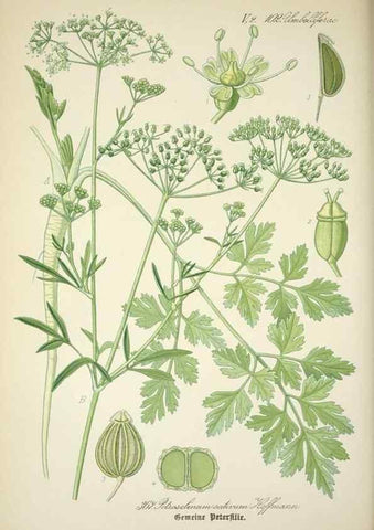 Reproducción/Reproduction 7982397154: Prof. Dr. Thomé's Flora von Deutschland, Österreich und der Schweiz, in Wort und Bild, für Schule und Haus ; mit ... Tafeln ... von Walter Müller.. Gera-Untermhaus :F.E. Köhler,1886-1934.