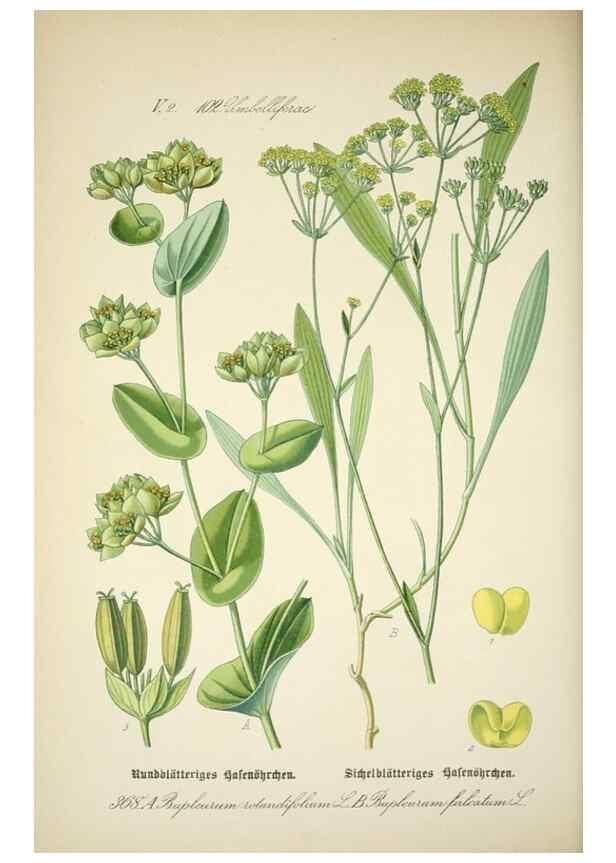 Reproducción/Reproduction 7982393621: Prof. Dr. Thomé's Flora von Deutschland, Österreich und der Schweiz, in Wort und Bild, für Schule und Haus ; mit ... Tafeln ... von Walter Müller.. Gera-Untermhaus :F.E. Köhler,1886-1934.