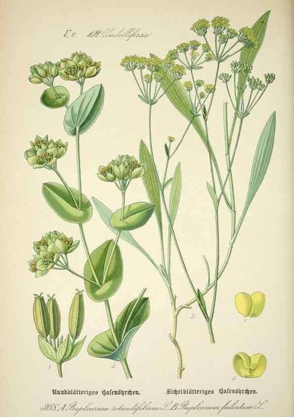 Reproducción/Reproduction 7982393621: Prof. Dr. Thomé's Flora von Deutschland, Österreich und der Schweiz, in Wort und Bild, für Schule und Haus ; mit ... Tafeln ... von Walter Müller.. Gera-Untermhaus :F.E. Köhler,1886-1934.