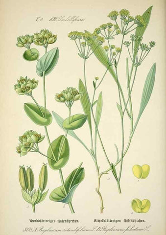 Reproducción/Reproduction 7982393621: Prof. Dr. Thomé's Flora von Deutschland, Österreich und der Schweiz, in Wort und Bild, für Schule und Haus ; mit ... Tafeln ... von Walter Müller.. Gera-Untermhaus :F.E. Köhler,1886-1934.