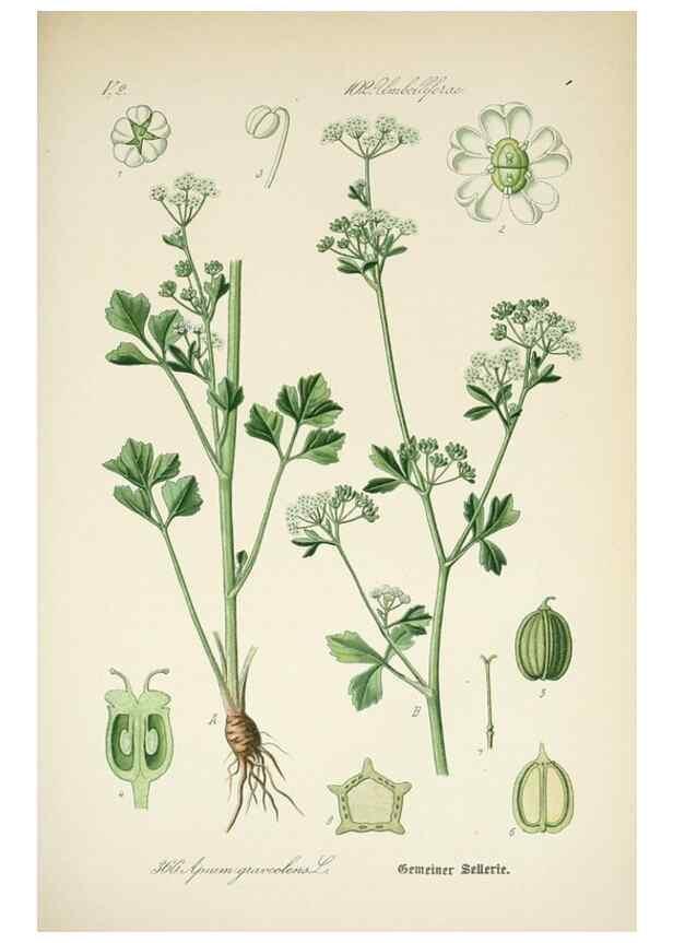 Reproducción/Reproduction 7982393245: Prof. Dr. Thomé's Flora von Deutschland, Österreich und der Schweiz, in Wort und Bild, für Schule und Haus ; mit ... Tafeln ... von Walter Müller.. Gera-Untermhaus :F.E. Köhler,1886-1934.
