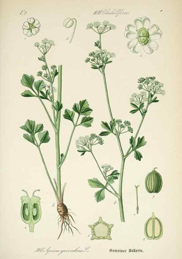 Reproducción/Reproduction 7982393245: Prof. Dr. Thomé's Flora von Deutschland, Österreich und der Schweiz, in Wort und Bild, für Schule und Haus ; mit ... Tafeln ... von Walter Müller.. Gera-Untermhaus :F.E. Köhler,1886-1934.