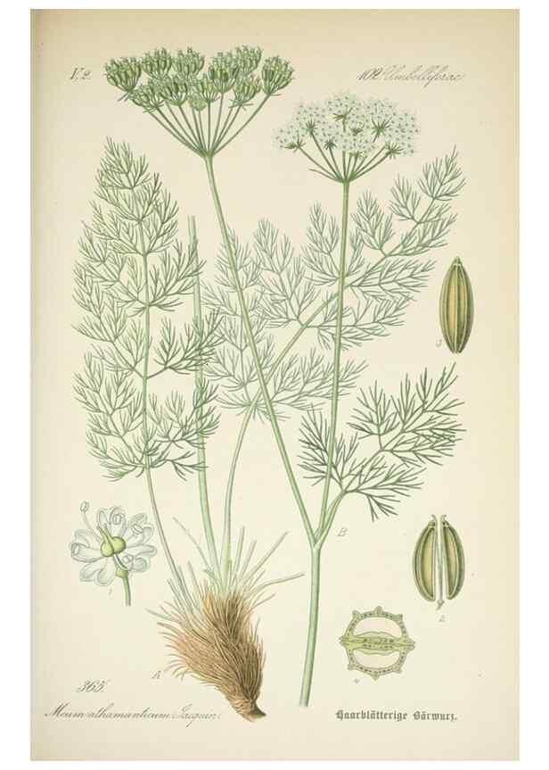 Reproducción/Reproduction 7982395986: Prof. Dr. Thomé's Flora von Deutschland, Österreich und der Schweiz, in Wort und Bild, für Schule und Haus ; mit ... Tafeln ... von Walter Müller.. Gera-Untermhaus :F.E. Köhler,1886-1934.