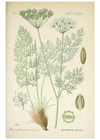 Reproducción/Reproduction 7982395986: Prof. Dr. Thomé's Flora von Deutschland, Österreich und der Schweiz, in Wort und Bild, für Schule und Haus ; mit ... Tafeln ... von Walter Müller.. Gera-Untermhaus :F.E. Köhler,1886-1934.