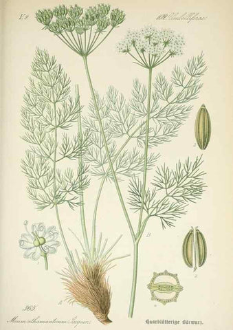Reproducción/Reproduction 7982395986: Prof. Dr. Thomé's Flora von Deutschland, Österreich und der Schweiz, in Wort und Bild, für Schule und Haus ; mit ... Tafeln ... von Walter Müller.. Gera-Untermhaus :F.E. Köhler,1886-1934.