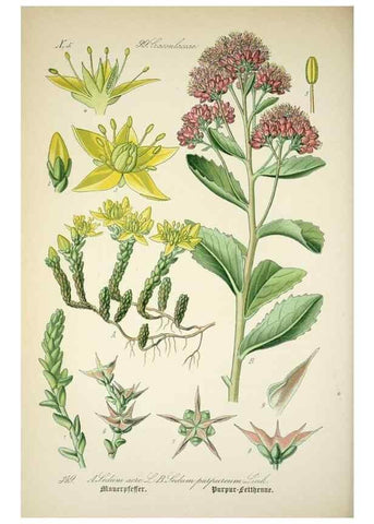 Reproducción/Reproduction 7982389014: Prof. Dr. Thomé's Flora von Deutschland, Österreich und der Schweiz, in Wort und Bild, für Schule und Haus ; mit ... Tafeln ... von Walter Müller.. Gera-Untermhaus :F.E. Köhler,1886-1934.