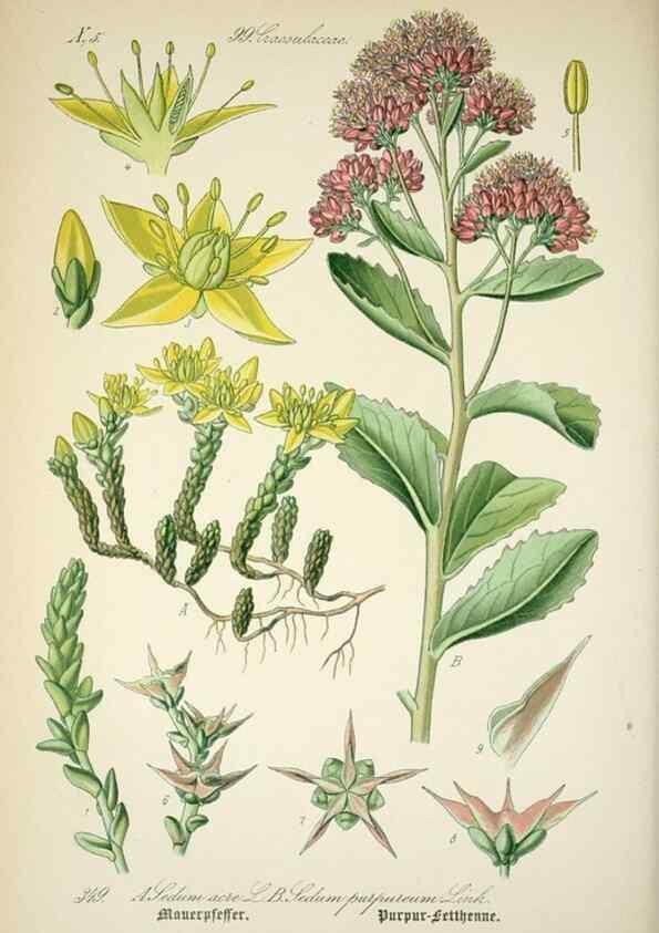 Reproducción/Reproduction 7982389014: Prof. Dr. Thomé's Flora von Deutschland, Österreich und der Schweiz, in Wort und Bild, für Schule und Haus ; mit ... Tafeln ... von Walter Müller.. Gera-Untermhaus :F.E. Köhler,1886-1934.