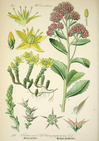 Reproducción/Reproduction 7982389014: Prof. Dr. Thomé's Flora von Deutschland, Österreich und der Schweiz, in Wort und Bild, für Schule und Haus ; mit ... Tafeln ... von Walter Müller.. Gera-Untermhaus :F.E. Köhler,1886-1934.