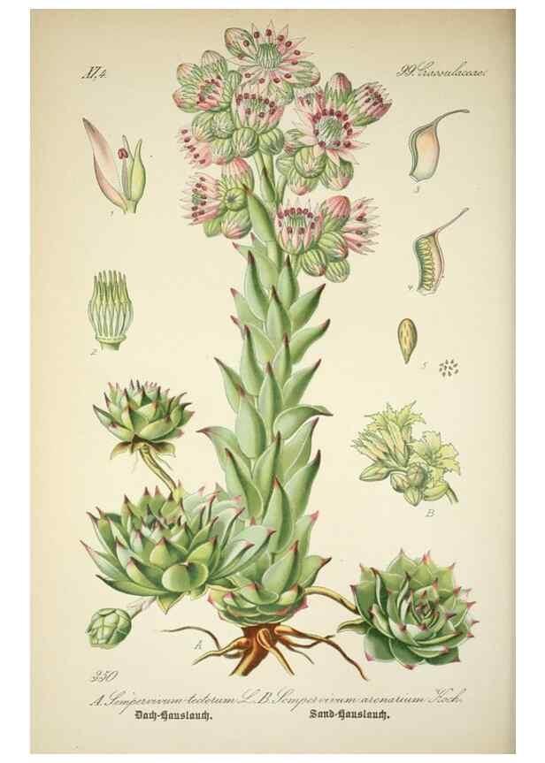Reproducción/Reproduction 7982389516: Prof. Dr. Thomé's Flora von Deutschland, Österreich und der Schweiz, in Wort und Bild, für Schule und Haus ; mit ... Tafeln ... von Walter Müller.. Gera-Untermhaus :F.E. Köhler,1886-1934.