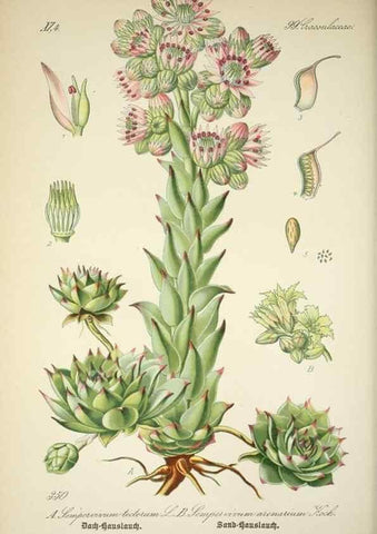 Reproducción/Reproduction 7982389516: Prof. Dr. Thomé's Flora von Deutschland, Österreich und der Schweiz, in Wort und Bild, für Schule und Haus ; mit ... Tafeln ... von Walter Müller.. Gera-Untermhaus :F.E. Köhler,1886-1934.