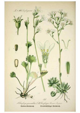 Reproducción/Reproduction 7982389924: Prof. Dr. Thomé's Flora von Deutschland, Österreich und der Schweiz, in Wort und Bild, für Schule und Haus ; mit ... Tafeln ... von Walter Müller.. Gera-Untermhaus :F.E. Köhler,1886-1934.