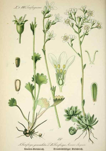 Reproducción/Reproduction 7982389924: Prof. Dr. Thomé's Flora von Deutschland, Österreich und der Schweiz, in Wort und Bild, für Schule und Haus ; mit ... Tafeln ... von Walter Müller.. Gera-Untermhaus :F.E. Köhler,1886-1934.
