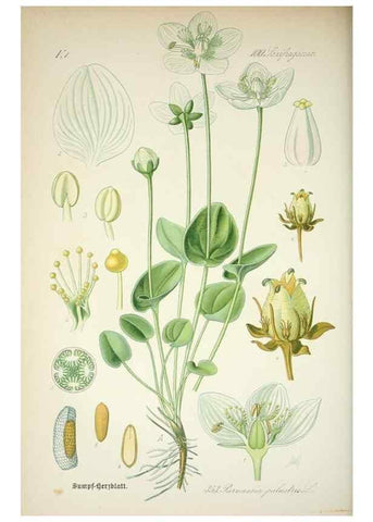 Reproducción/Reproduction 7982387393: Prof. Dr. Thomé's Flora von Deutschland, Österreich und der Schweiz, in Wort und Bild, für Schule und Haus ; mit ... Tafeln ... von Walter Müller.. Gera-Untermhaus :F.E. Köhler,1886-1934.