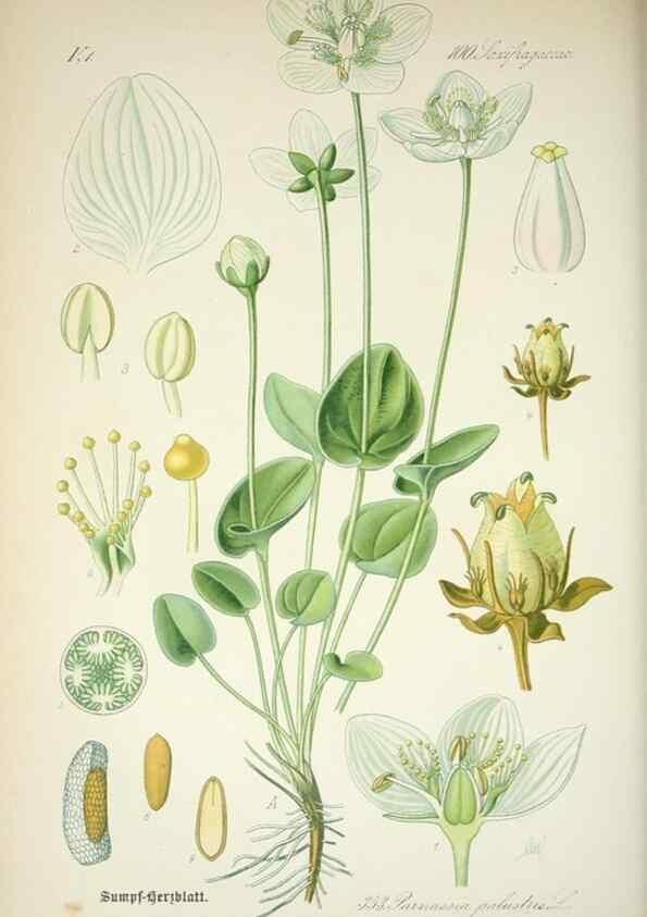 Reproducción/Reproduction 7982387393: Prof. Dr. Thomé's Flora von Deutschland, Österreich und der Schweiz, in Wort und Bild, für Schule und Haus ; mit ... Tafeln ... von Walter Müller.. Gera-Untermhaus :F.E. Köhler,1886-1934.