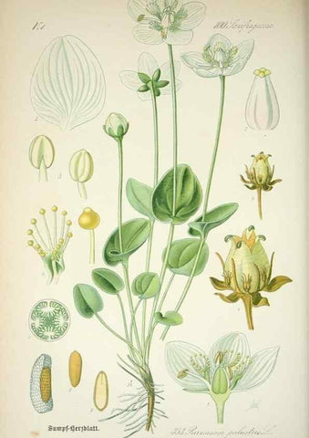 Reproducción/Reproduction 7982387393: Prof. Dr. Thomé's Flora von Deutschland, Österreich und der Schweiz, in Wort und Bild, für Schule und Haus ; mit ... Tafeln ... von Walter Müller.. Gera-Untermhaus :F.E. Köhler,1886-1934.