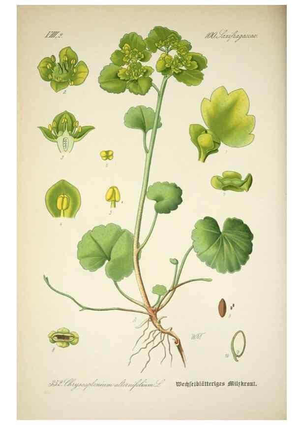 Reproducción/Reproduction 7982390770: Prof. Dr. Thomé's Flora von Deutschland, Österreich und der Schweiz, in Wort und Bild, für Schule und Haus ; mit ... Tafeln ... von Walter Müller.. Gera-Untermhaus :F.E. Köhler,1886-1934.