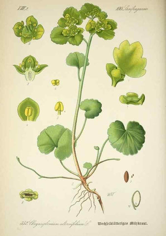 Reproducción/Reproduction 7982390770: Prof. Dr. Thomé's Flora von Deutschland, Österreich und der Schweiz, in Wort und Bild, für Schule und Haus ; mit ... Tafeln ... von Walter Müller.. Gera-Untermhaus :F.E. Köhler,1886-1934.