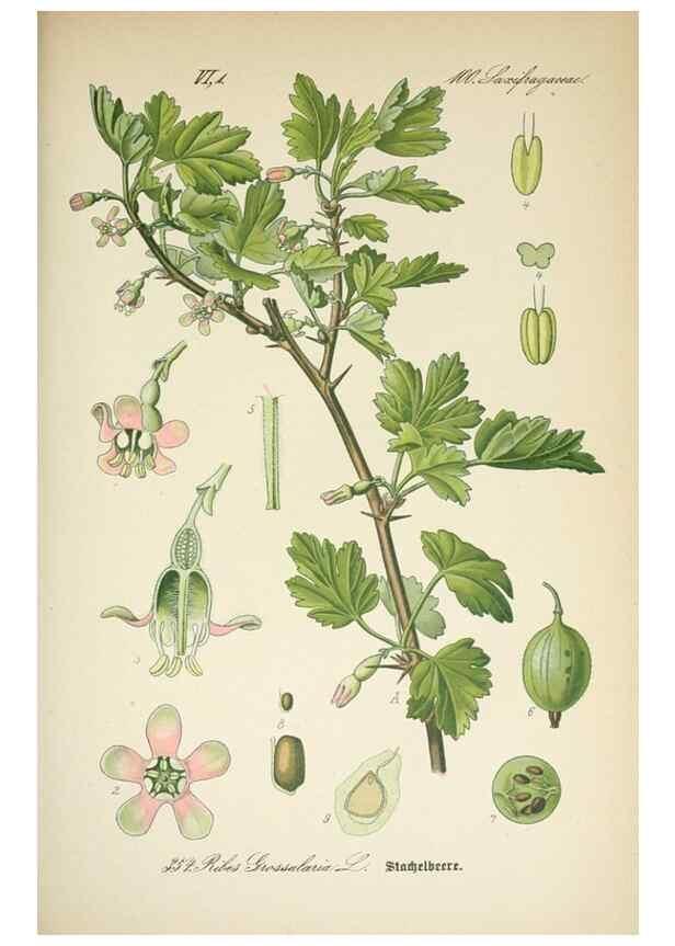 Reproducción/Reproduction 7982388213: Prof. Dr. Thomé's Flora von Deutschland, Österreich und der Schweiz, in Wort und Bild, für Schule und Haus ; mit ... Tafeln ... von Walter Müller.. Gera-Untermhaus :F.E. Köhler,1886-1934.