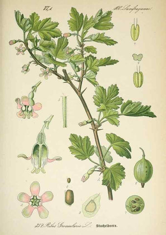 Reproducción/Reproduction 7982388213: Prof. Dr. Thomé's Flora von Deutschland, Österreich und der Schweiz, in Wort und Bild, für Schule und Haus ; mit ... Tafeln ... von Walter Müller.. Gera-Untermhaus :F.E. Köhler,1886-1934.