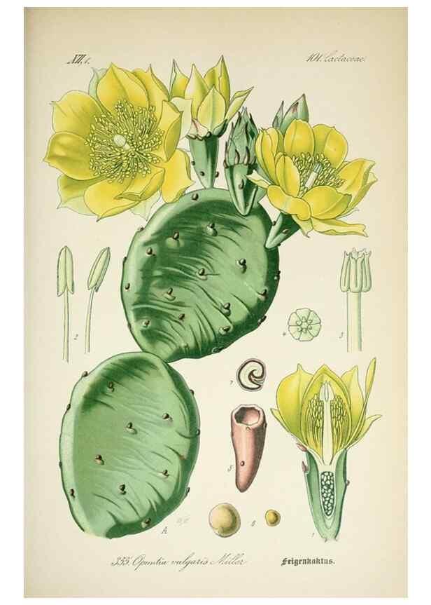 Reproducción/Reproduction 7982391636: Prof. Dr. Thomé's Flora von Deutschland, Österreich und der Schweiz, in Wort und Bild, für Schule und Haus ; mit ... Tafeln ... von Walter Müller.. Gera-Untermhaus :F.E. Köhler,1886-1934.