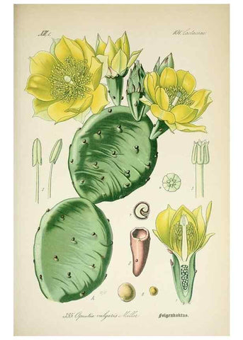 Reproducción/Reproduction 7982391636: Prof. Dr. Thomé's Flora von Deutschland, Österreich und der Schweiz, in Wort und Bild, für Schule und Haus ; mit ... Tafeln ... von Walter Müller.. Gera-Untermhaus :F.E. Köhler,1886-1934.
