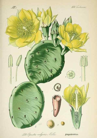 Reproducción/Reproduction 7982391636: Prof. Dr. Thomé's Flora von Deutschland, Österreich und der Schweiz, in Wort und Bild, für Schule und Haus ; mit ... Tafeln ... von Walter Müller.. Gera-Untermhaus :F.E. Köhler,1886-1934.