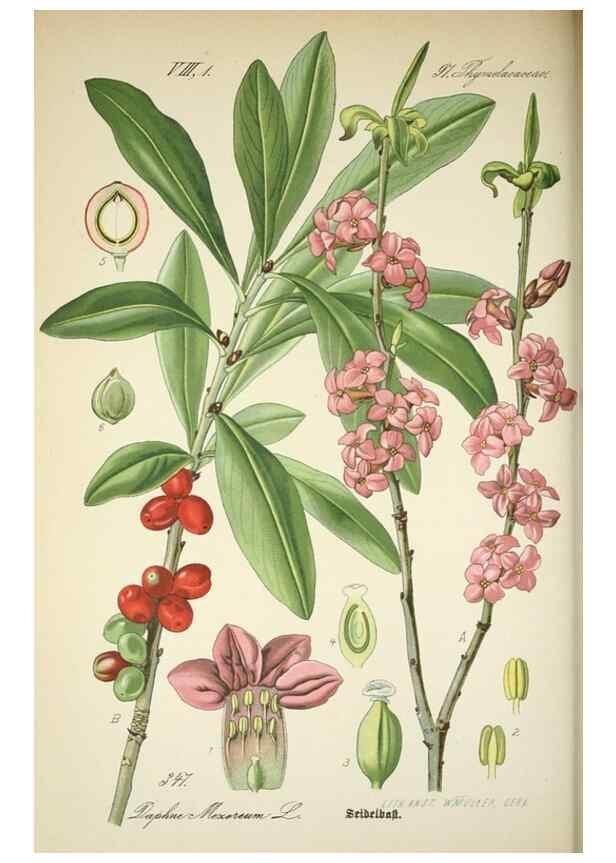 Reproducción/Reproduction 7982385321: Prof. Dr. Thomé's Flora von Deutschland, Österreich und der Schweiz, in Wort und Bild, für Schule und Haus ; mit ... Tafeln ... von Walter Müller.. Gera-Untermhaus :F.E. Köhler,1886-1934.
