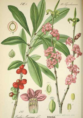 Reproducción/Reproduction 7982385321: Prof. Dr. Thomé's Flora von Deutschland, Österreich und der Schweiz, in Wort und Bild, für Schule und Haus ; mit ... Tafeln ... von Walter Müller.. Gera-Untermhaus :F.E. Köhler,1886-1934.