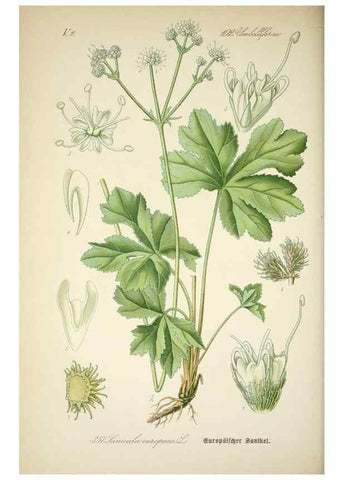 Reproducción/Reproduction 7982389033: Prof. Dr. Thomé's Flora von Deutschland, Österreich und der Schweiz, in Wort und Bild, für Schule und Haus ; mit ... Tafeln ... von Walter Müller.. Gera-Untermhaus :F.E. Köhler,1886-1934.