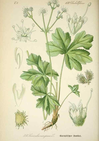 Reproducción/Reproduction 7982389033: Prof. Dr. Thomé's Flora von Deutschland, Österreich und der Schweiz, in Wort und Bild, für Schule und Haus ; mit ... Tafeln ... von Walter Müller.. Gera-Untermhaus :F.E. Köhler,1886-1934.