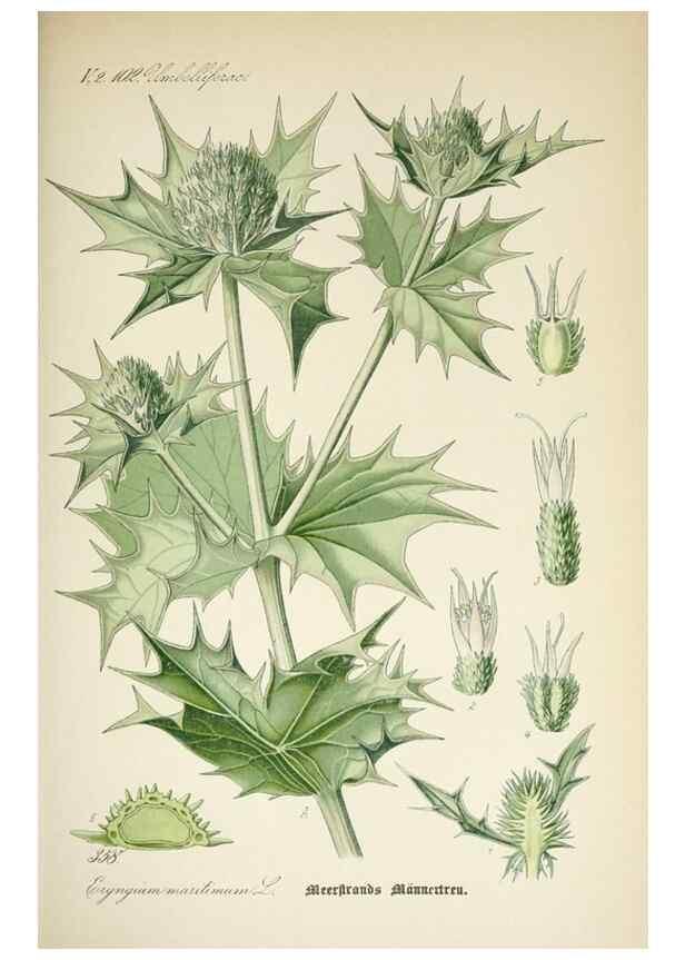 Reproducción/Reproduction 7982392920: Prof. Dr. Thomé's Flora von Deutschland, Österreich und der Schweiz, in Wort und Bild, für Schule und Haus ; mit ... Tafeln ... von Walter Müller.. Gera-Untermhaus :F.E. Köhler,1886-1934.